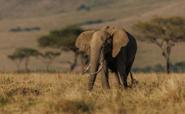 Quels sont les meilleurs spots pour la photographie animalière en Afrique du Sud : réserves et conseils ?